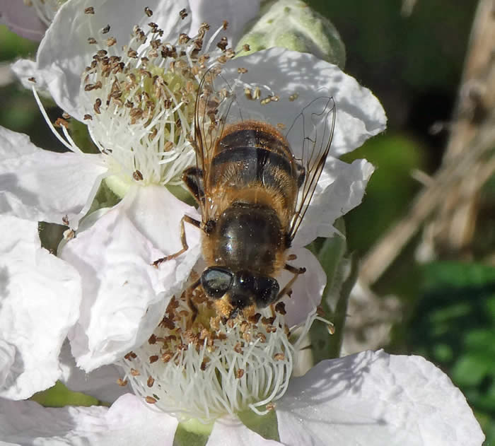 Hoverfly Eristalis tenax Female