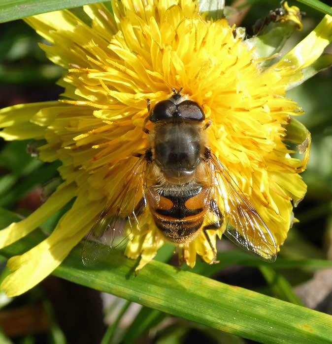 Hoverfly Eristalis tenax Male 