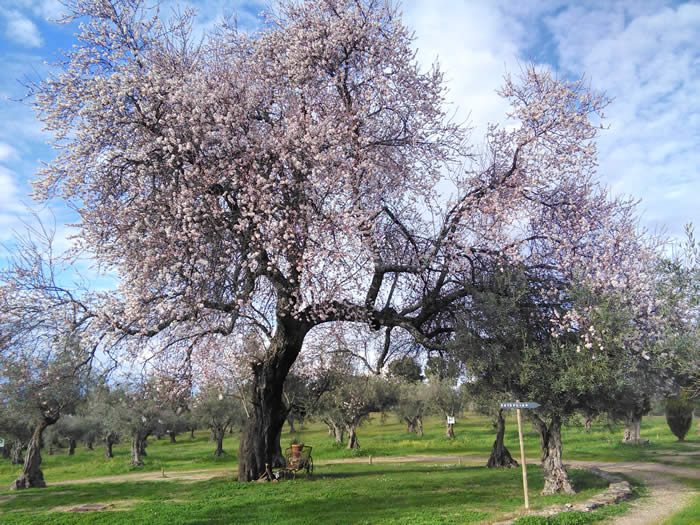 almond tree at Finca Santa Marta