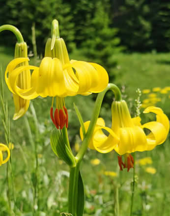 Rhodope lilies, Bulgaria (Vlado Trifinov)