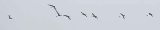 whooper swans overhead