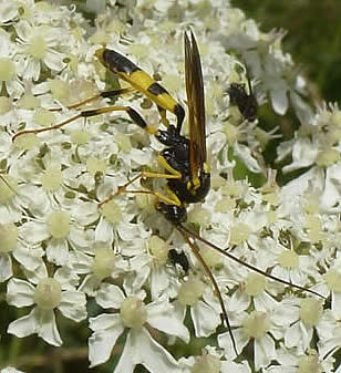 Ichneumon wasp - Amblyteles armatorius