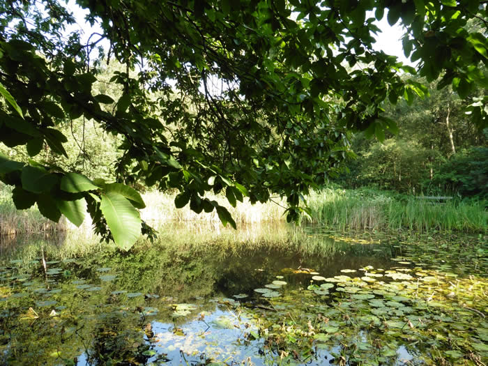 Kelling Heath conservation pond.
