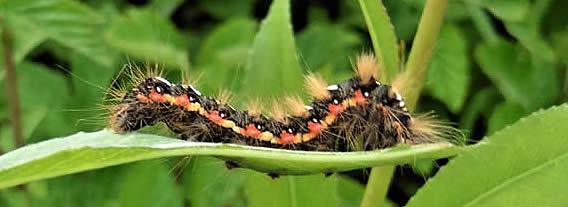 Knot Grass Acronicta rumicis moth larva