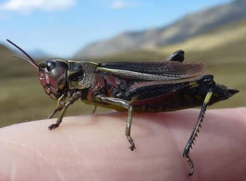 Large marsh grasshopper