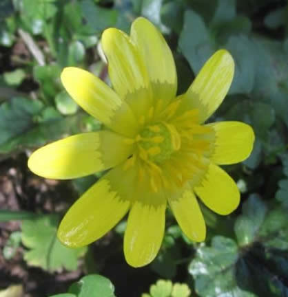 lesser celandine