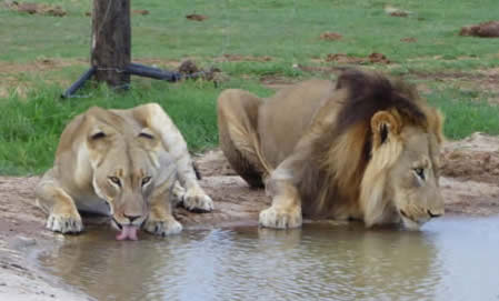 Lions in Addo Elephant NP