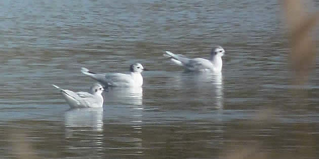 little gulls