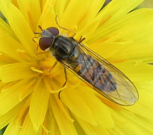 Marmalade hoverfly Episyrphus balteatus Female 