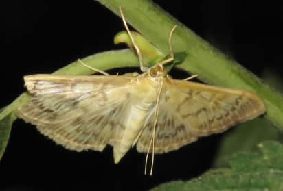 Mother of Pearl moth