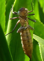 Norfolk hawker excuvia