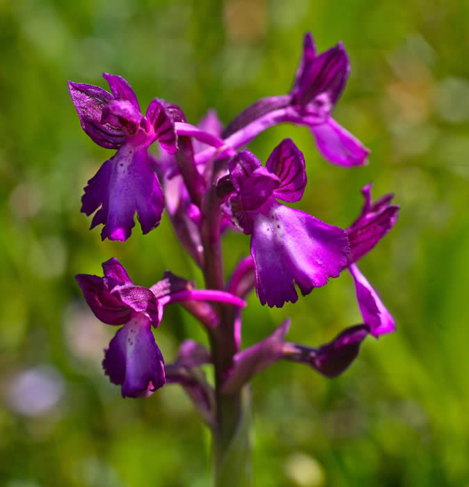 Orchis boryi