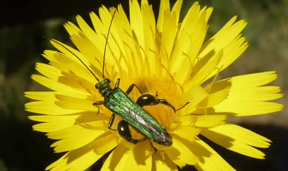 Oedemera nobilis thick legged flower beetle