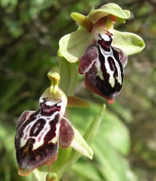 Ophrys cretica