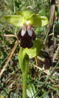 sombre bee orchid