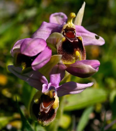 Sawfly orchid Ophrys tenthredinifera