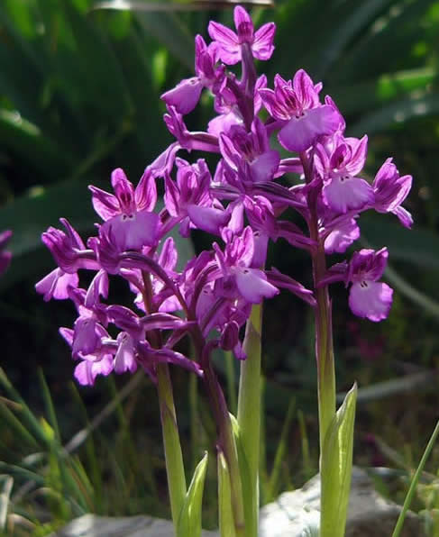 Orchis boryi