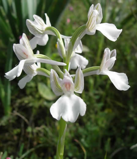 Orchis boryi