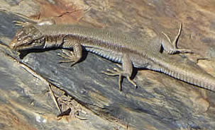 Pyrenean rock lizard