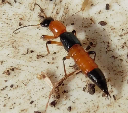 Paederus riparius, a rove beetle