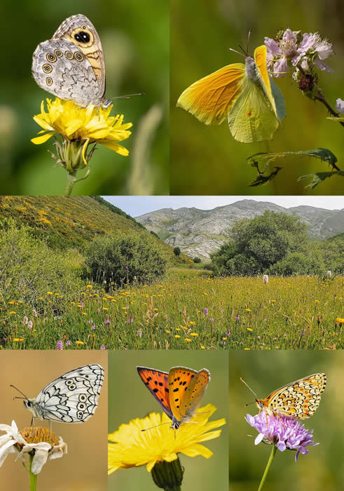 Picos de Europa 2022