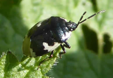 Pied shieldbug Tritomegas bicolor (Susan Weeks)