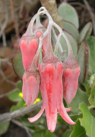 pig's ear, Cotyledon orbiculara