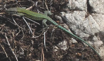 Andalusian wall lizard (Peter Burge)