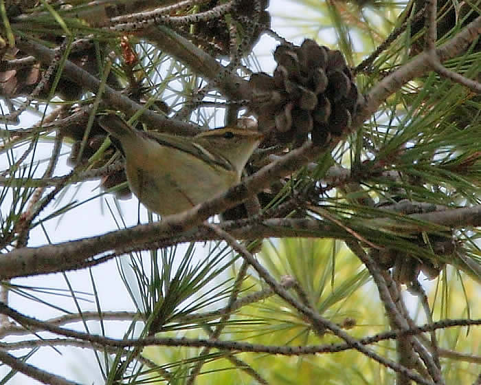 yellow-browed warbler