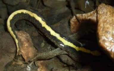 Pyrenean brook newt