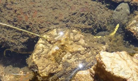 Pyrenean brook newt