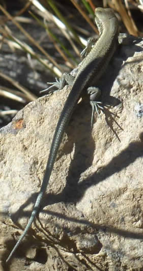 Pyrenean rock lizard