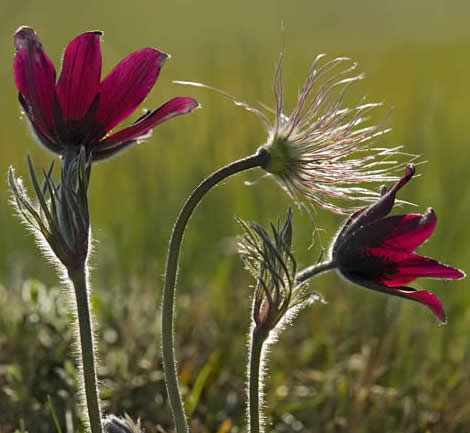 pasque flower