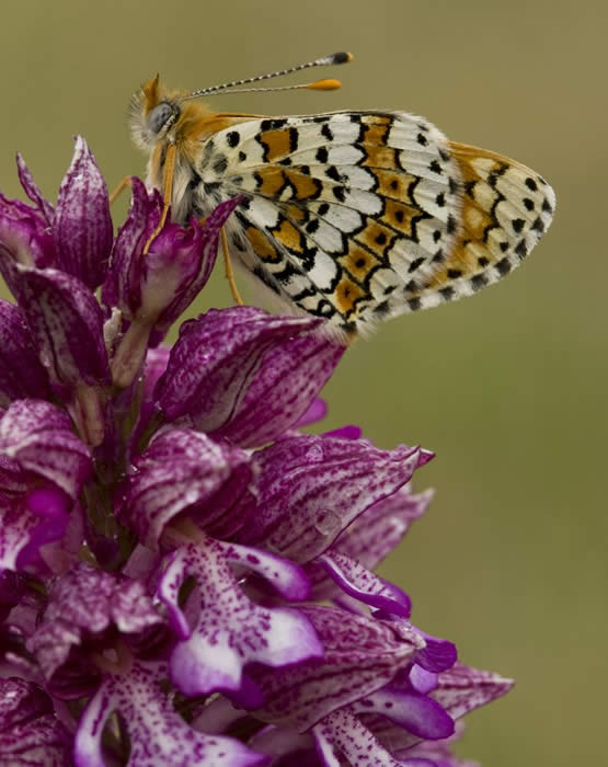 Glanville fritillary on lady orchid