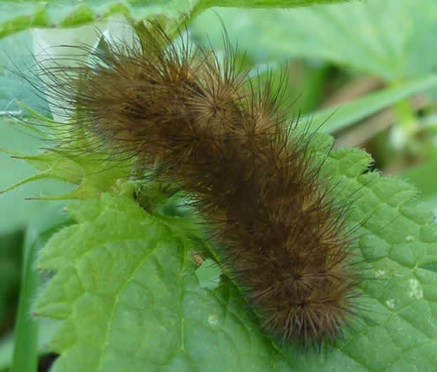 ruby tiger moth caterpillar