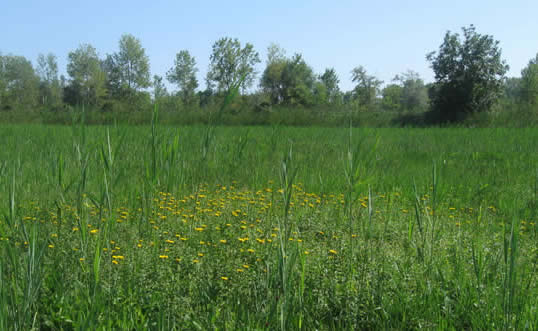meadow in Gorizia