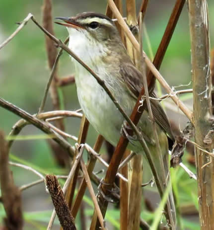 sedge warbler