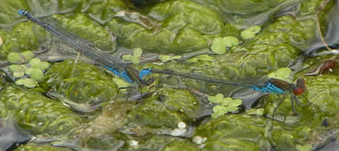 small-red-eyed damselflies
