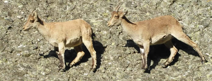 Ibex (Pau Lucio)