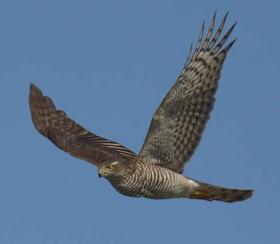 Sparrowhawk (Christopher Hall)