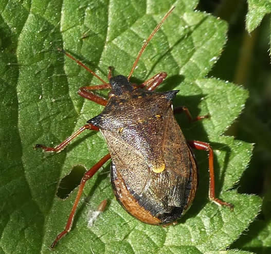 spiked shield bug