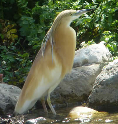 Squacco heron