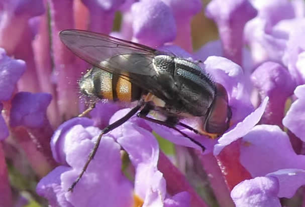 Stomorhina lunata