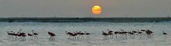 sunset with flamingos