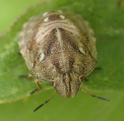 Tortoise Shieldbug nymph