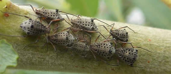 Tuberolachnus salignus giant willow aphid