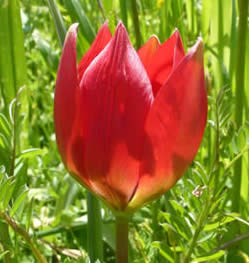 Tulipa doerfleri