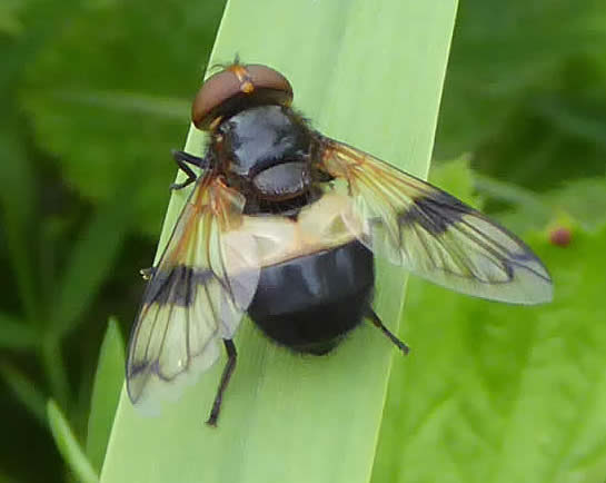 Great pied hoverfly Volucella pellucens