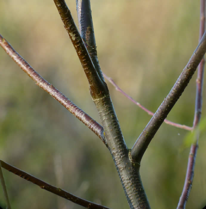 egg laying scars of Willow Emerald