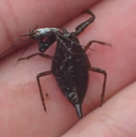 Water scorpion